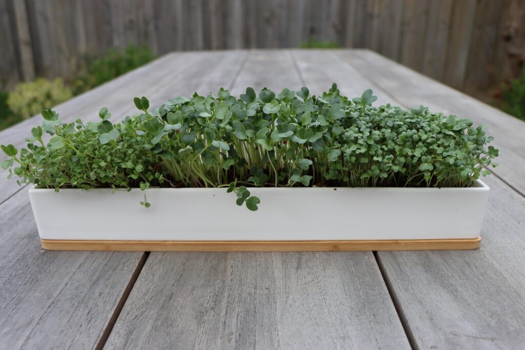 micro-greens-6572114_1920-1024x683.jpg