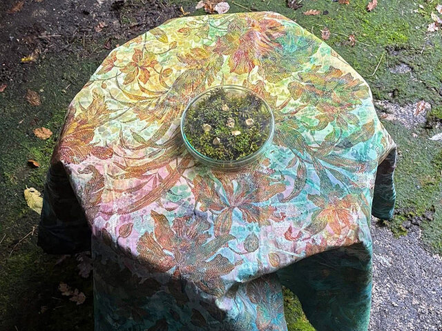 Šuma u meni [Darija Žmak Kunić]